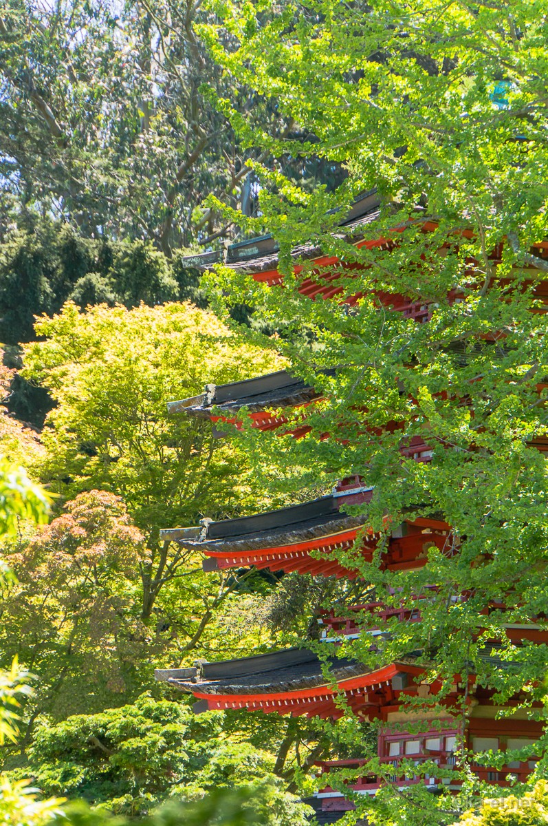 japanese-tea-garden